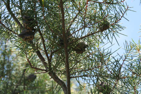 Hakea sericea