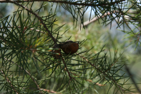 open hakea pod on tree