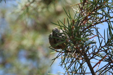 Closed hakea pod on tree